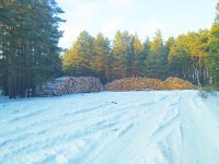 Из-за вырубки леса в парке "Бажовские места" возбудили уголовное дело