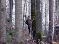 В охотугодьях Сысертского округа искали падших животных и птиц